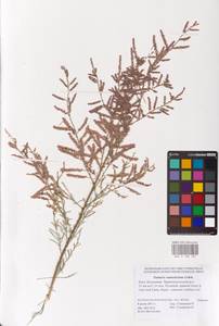 Tamarix ramosissima Ledeb., Eastern Europe, Lower Volga region (E9) (Russia)