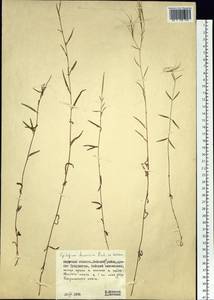 Epilobium davuricum Fisch. ex Hornem., Siberia, Russian Far East (S6) (Russia)