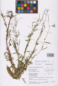 Epilobium palustre L., Eastern Europe, Central region (E4) (Russia)