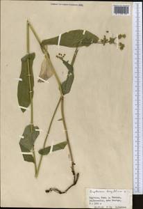 Bupleurum aureum Fisch., Middle Asia, Northern & Central Tian Shan (M4) (Kyrgyzstan)