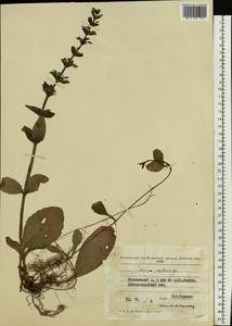 Ajuga reptans L., Eastern Europe, Moldova (E13a) (Moldova)