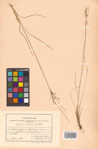 Juncus tenuis Willd., Siberia, Russian Far East (S6) (Russia)