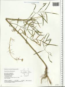 Sisymbrium altissimum L., Eastern Europe, Central region (E4) (Russia)