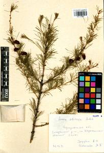 Larix sibirica Ledeb., Siberia, Baikal & Transbaikal region (S4) (Russia)