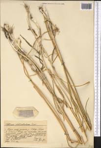 Allium delicatulum Siev. ex Schult. & Schult.f., Middle Asia, Western Tian Shan & Karatau (M3) (Kazakhstan)