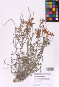 Hedysarum ucrainicum Kaschm., Eastern Europe, Central forest-and-steppe region (E6) (Russia)