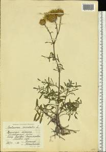 Centaurea orientalis L., Eastern Europe, North Ukrainian region (E11) (Ukraine)