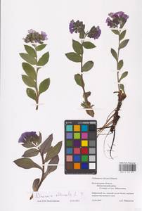 MHA 0 152 891, Pulmonaria officinalis L., Eastern Europe, Central forest-and-steppe region (E6) (Russia)