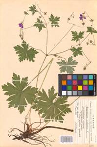 Geranium palustre L., Eastern Europe, Moscow region (E4a) (Russia)