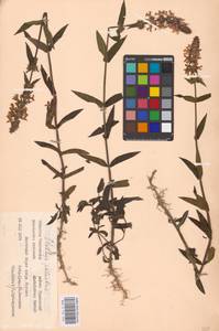 MHA 0 154 922, Stachys palustris L., Eastern Europe, Western region (E3) (Russia)