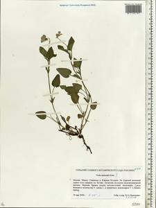 Viola canina subsp. ruppii (All.) Schübl. & G. Martens, Eastern Europe, Moscow region (E4a) (Russia)