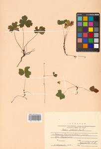 Rubus pedatus Sm., Siberia, Russian Far East (S6) (Russia)