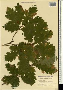 Quercus pubescens Willd. , nom. cons., Crimea (KRYM) (Russia)