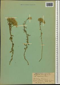 Odontarrhena muralis (Waldst. & Kit.) Endl., Caucasus, Stavropol Krai, Karachay-Cherkessia & Kabardino-Balkaria (K1b) (Russia)