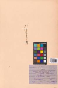 Gagea bulbifera (Pall.) Salisb., Middle Asia, Caspian Ustyurt & Northern Aralia (M8) (Kazakhstan)