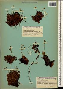 Saxifraga exarata Vill., Caucasus, Stavropol Krai, Karachay-Cherkessia & Kabardino-Balkaria (K1b) (Russia)