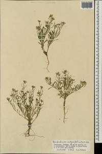 Dontostemon integrifolius (L.) Ledeb., Mongolia (MONG) (Mongolia)