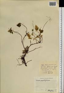 Hylotelephium populifolium (Pall.) H. Ohba, Siberia, Altai & Sayany Mountains (S2) (Russia)