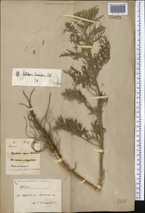 Artemisia sieversiana Ehrh. ex Willd., Middle Asia, Northern & Central Kazakhstan (M10) (Kazakhstan)