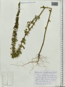 Dysphania schraderiana (Schult.) Mosyakin & Clemants, Eastern Europe, Moscow region (E4a) (Russia)
