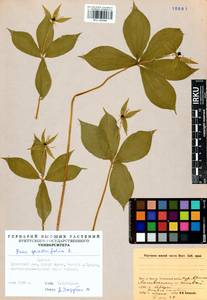 Paris quadrifolia L., Siberia, Baikal & Transbaikal region (S4) (Russia)