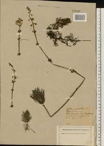 Hottonia palustris L., Eastern Europe, North-Western region (E2) (Russia)