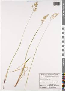 Anthoxanthum nitens (Weber) Y.Schouten & Veldkamp, Siberia, Central Siberia (S3) (Russia)