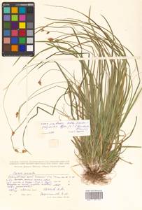 Carex nervata Franch. & Sav., Siberia, Russian Far East (S6) (Russia)