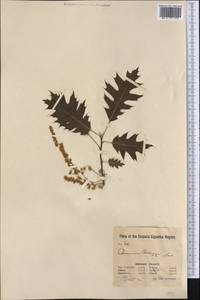 Quercus kelloggii Newb., America (AMER) (United States)