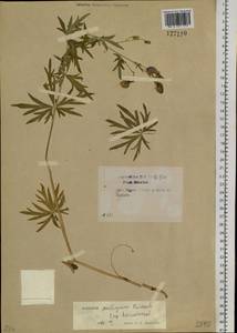 Aconitum ambiguum subsp. baicalense (Turcz. ex Rapaics) Vorosch., Siberia, Baikal & Transbaikal region (S4) (Russia)