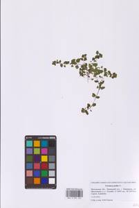 Veronica polita Fr., Eastern Europe, Moscow region (E4a) (Russia)