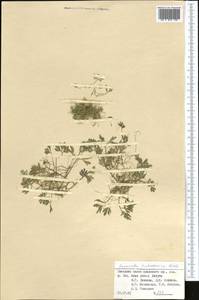 Fumariola turkestanica Korsh., Middle Asia, Pamir & Pamiro-Alai (M2) (Kyrgyzstan)