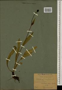 Hieracium sparsum subsp. simplicicaule (Sommier & Levier) Zahn, Caucasus, Krasnodar Krai & Adygea (K1a) (Russia)
