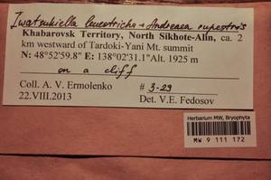 MW 9 111 172, Iwatsukiella leucotricha (Mitt.) W.R. Buck & H.A. Crum, Bryophytes, Bryophytes - Russian Far East (excl. Chukotka & Kamchatka) (B20) (Russia)