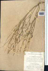 Astragalus macropterus DC., Middle Asia, Dzungarian Alatau & Tarbagatai (M5) (Kazakhstan)
