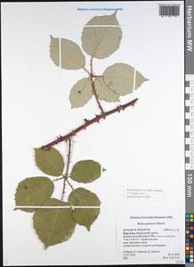Rubus procerus P. J. Müll. ex Genev., Middle Asia, Western Tian Shan & Karatau (M3) (Kyrgyzstan)