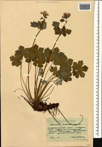 Geranium renardii Trautv. in Trautv., Regel, Maxim. & C. Winkl., Caucasus, Stavropol Krai, Karachay-Cherkessia & Kabardino-Balkaria (K1b) (Russia)