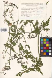 Torilis japonica (Houtt.) DC., Eastern Europe, Moscow region (E4a) (Russia)