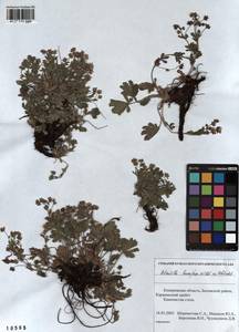 Potentilla humifusa Willd., Siberia, Altai & Sayany Mountains (S2) (Russia)