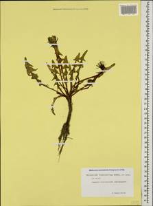 Taraxacum tenuisectum Sommier & Levier, Caucasus, North Ossetia, Ingushetia & Chechnya (K1c) (Russia)