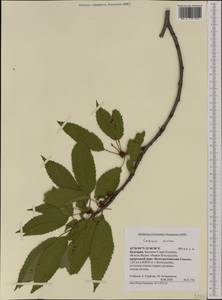 Prunus avium (L.) L., Western Europe (EUR) (Bulgaria)