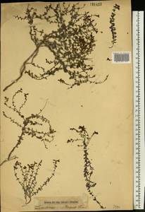 Linaria cretacea Fisch. ex Spreng., Eastern Europe, Central forest-and-steppe region (E6) (Russia)