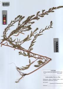KUZ 003 557, Bassia scoparia var. subvillosa (Moq.) Buttler, Siberia, Altai & Sayany Mountains (S2) (Russia)