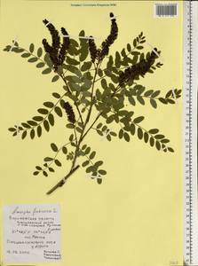 Amorpha fruticosa L., Eastern Europe, Central forest-and-steppe region (E6) (Russia)