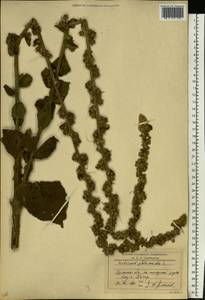 Verbascum phlomoides L., Eastern Europe, Western region (E3) (Russia)