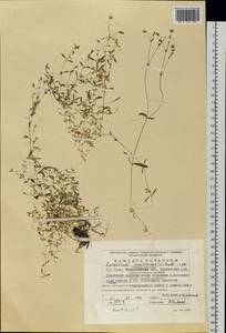 Dichodon cerastoides (L.) Rchb., Eastern Europe, Eastern region (E10) (Russia)
