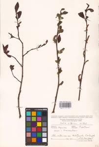 Salix silesiaca Willd., Eastern Europe, West Ukrainian region (E13) (Ukraine)