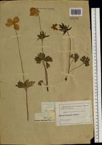 Anemone sylvestris L., Eastern Europe, Eastern region (E10) (Russia)