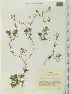 Cerastium arvense L., Siberia, Altai & Sayany Mountains (S2) (Russia)