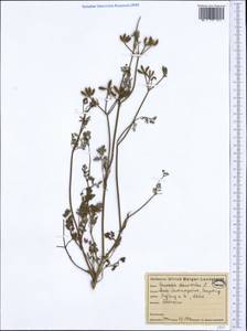 Orlaya daucoides (L.) Greuter, Western Europe (EUR) (Germany)